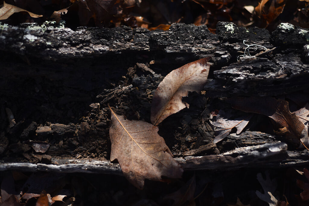 Two leaves rest on top of a decaying log